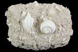 Eocene Fossil Gastropods (Athleta & Globularia) - Damery, France #73821-1